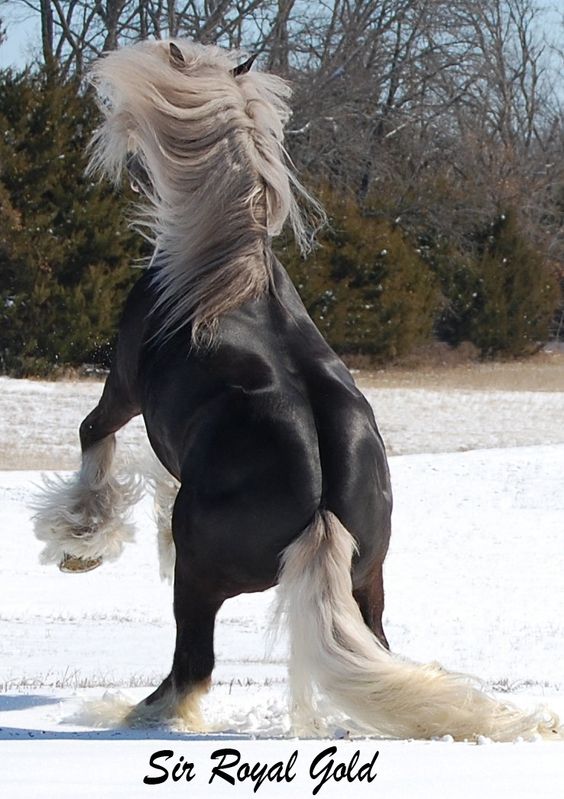 Sir Royal Gold a silver dapple Gypsy stallion